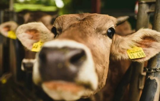 биолози створили гмо краву