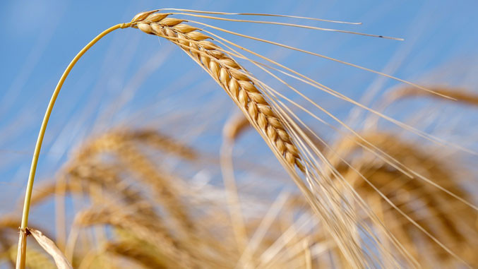 пшенице