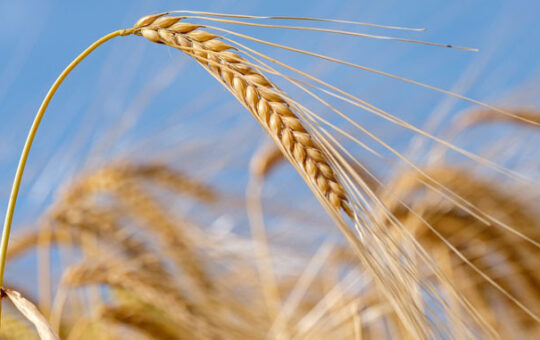 пшенице
