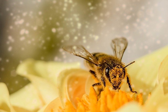 Олакшице за пчеларе: Директна продаја без регистрације предузећа
