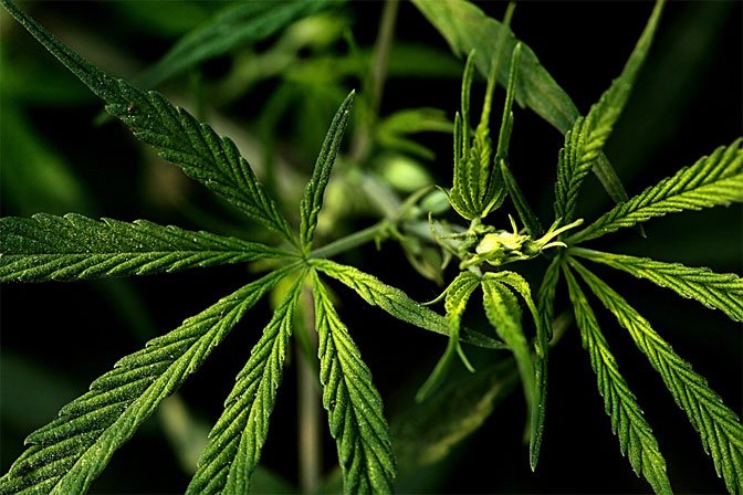 Како су Kолувијине биљке због стреса од конопље постале марихуана?
