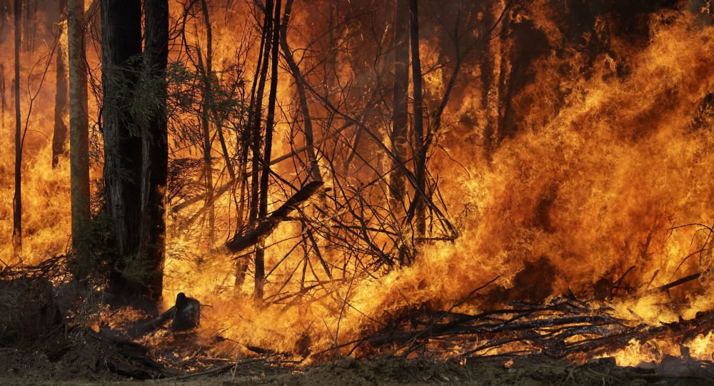 Велики пожар на Златибору, горе десетине хектара шуме - стижу хеликоптери