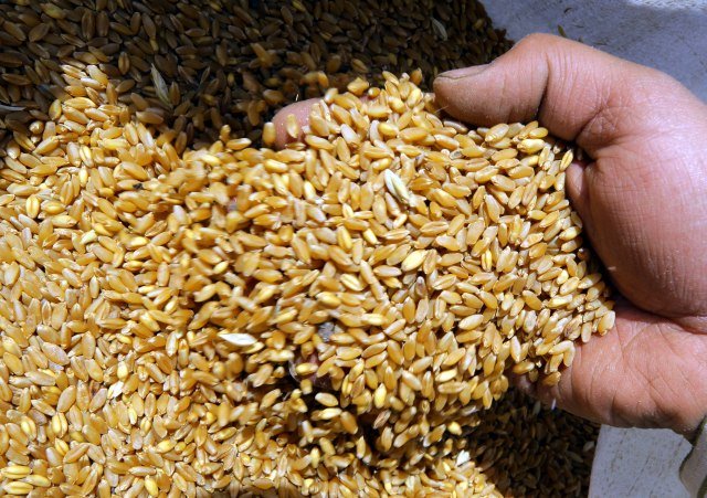Цене пшенице скачу након забране извоза у Индији