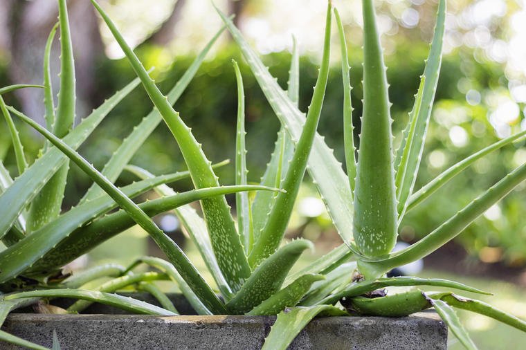 Древна биљка од милион тајни: Убија вирусе, лечи опекотине, смирује црева и чир – и то није све!