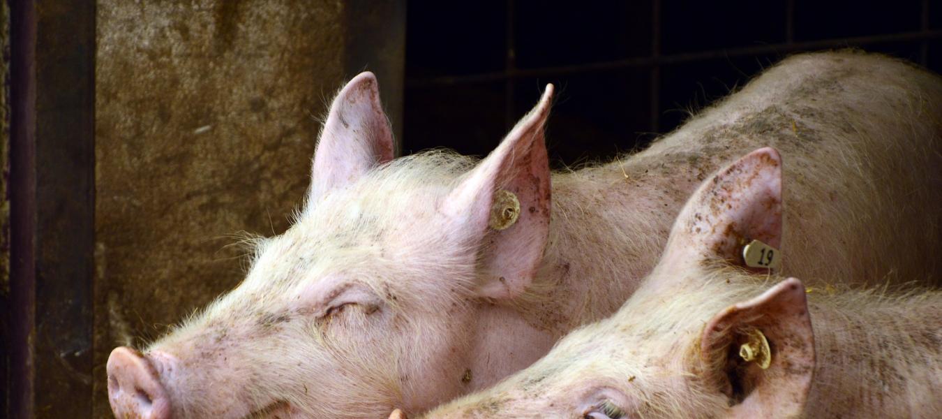 Произвођачи свиња трпе губитке: Из Европе се увози неквалитетно месо по багателној цени. Србија је некада имала 1,1 милион крмача, а данас само 160.000
