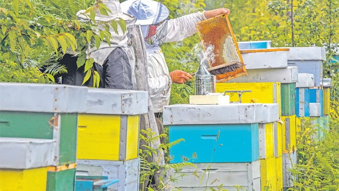 Извозимо квалитетан, увозимо фалсификовани мед
