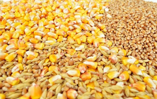 Раст цена кукуруза и соје