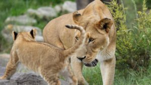 Зоолошки врт тестира вакцину на лавовима и леопардима