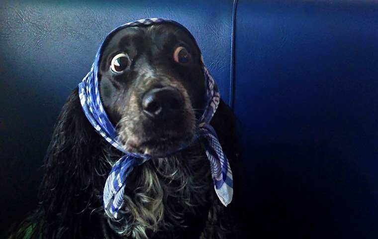 свињски пас