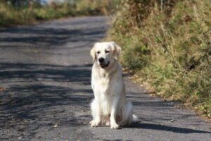 Пас који је пронашао породицу после операције “Олуја“ након 139 дана и 500 километара!
