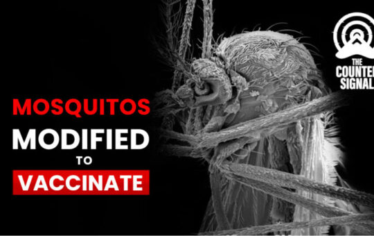 Генетски модификовани комарци вакцинишу човека