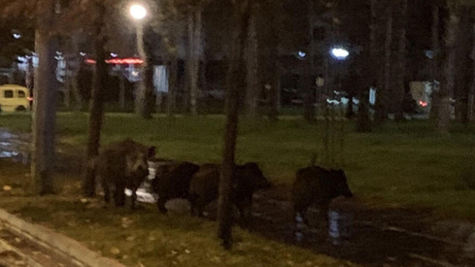 Дивље свиње шетају Новим Београдом