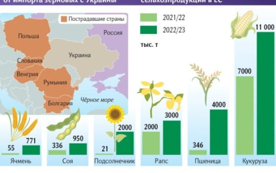 пшенице