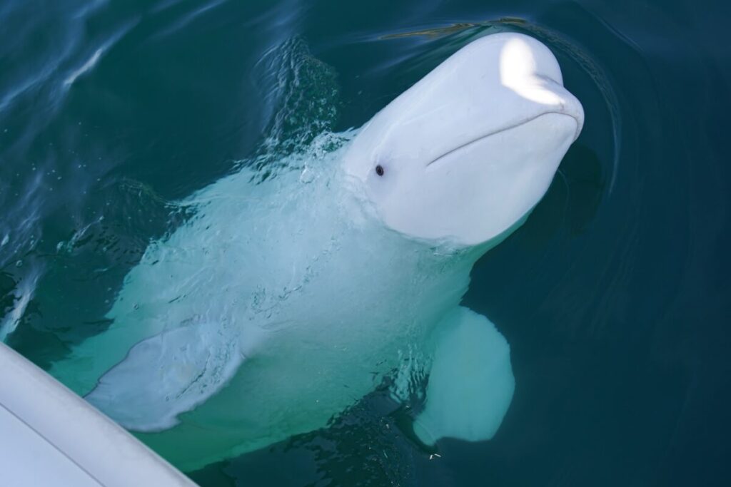 Beluga,Whale,Hvaldimir,In,Northern,Norway